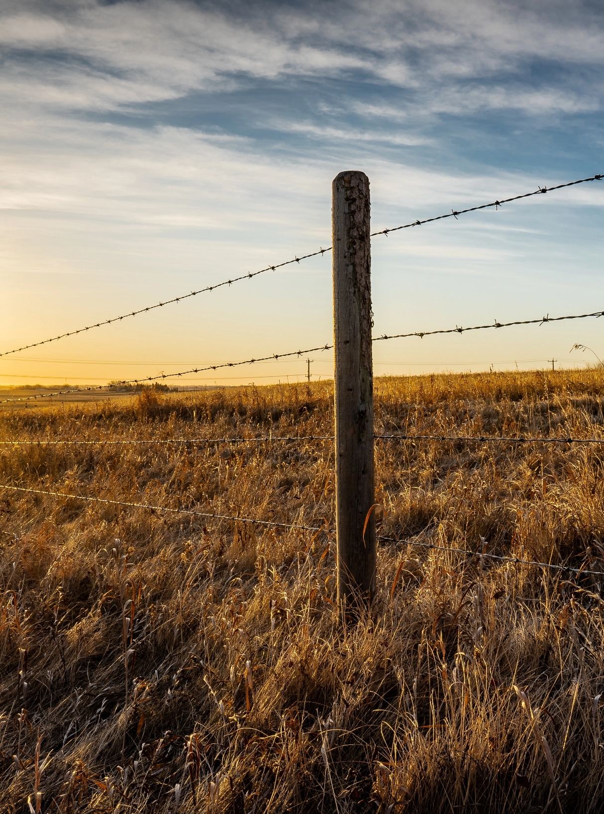 Barbed Wire